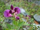 Lathyrus magellanicus